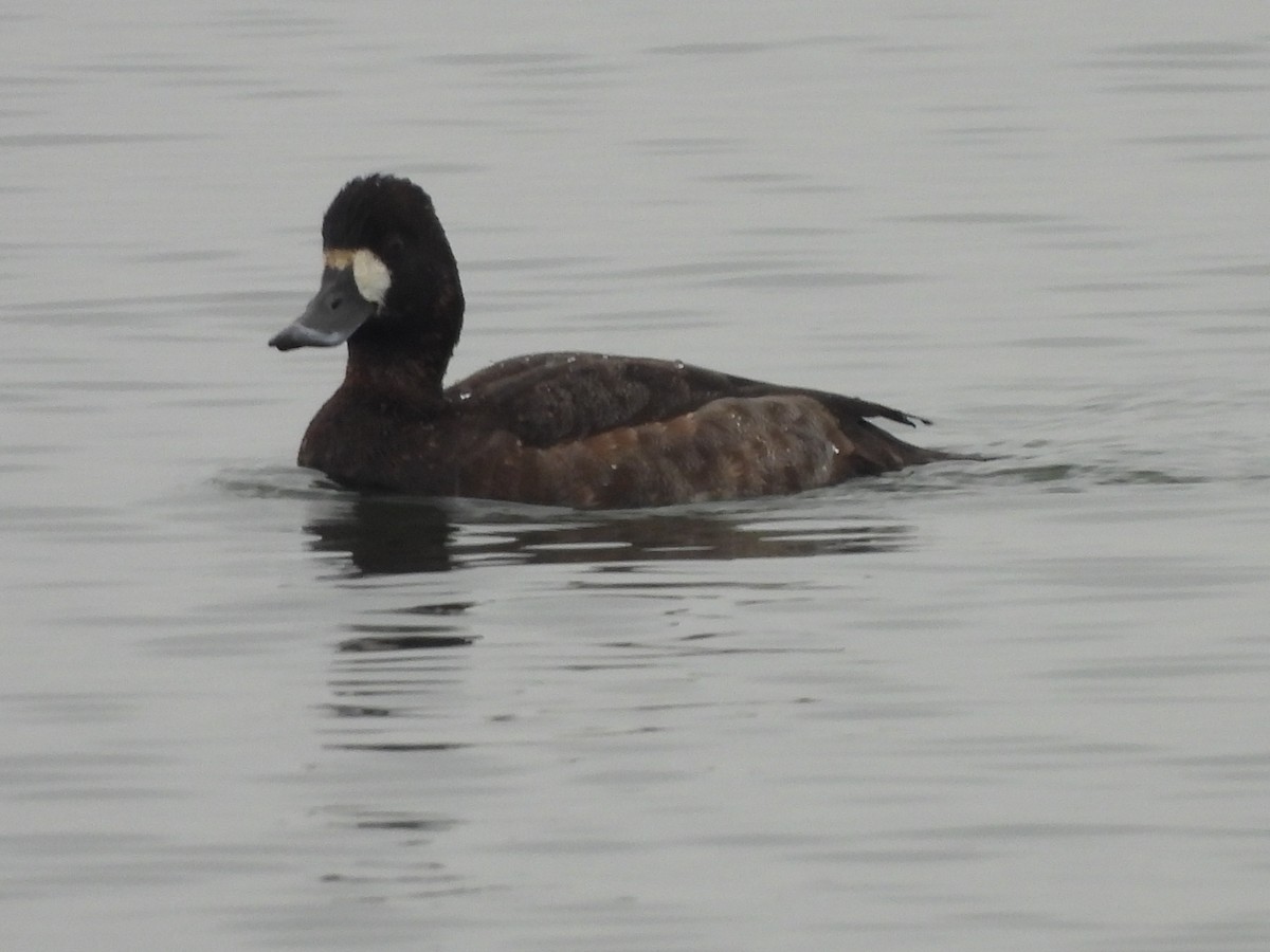 Greater Scaup - ML612784361