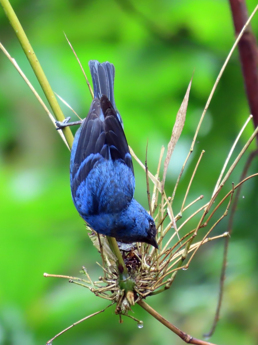 Blue-and-black Tanager (Blue-and-black) - ML612784786
