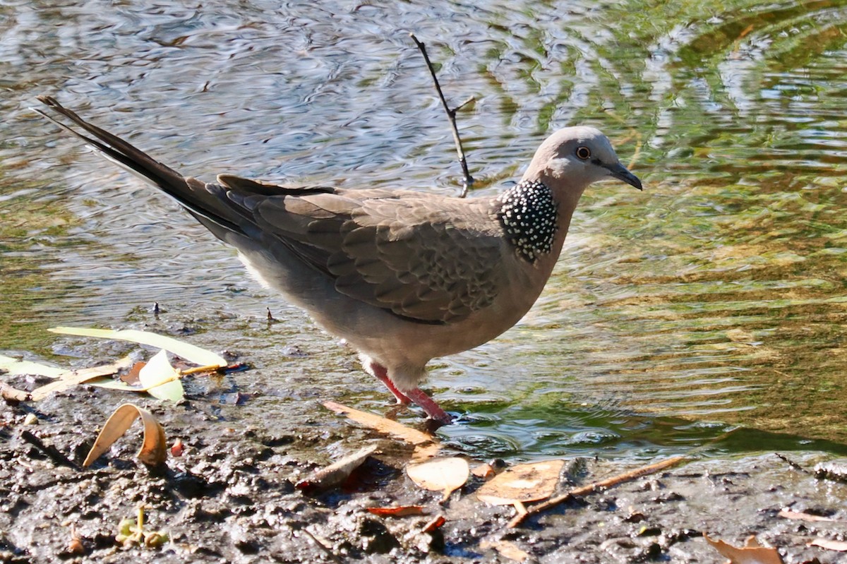 Spotted Dove - ML612784816