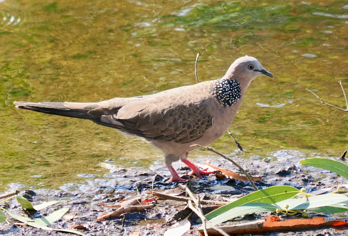 Spotted Dove - ML612784817