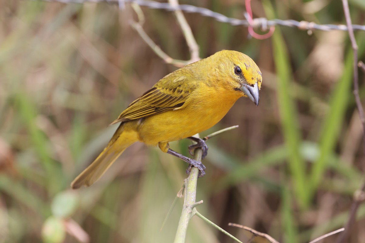 Hepatic Tanager - ML612785197