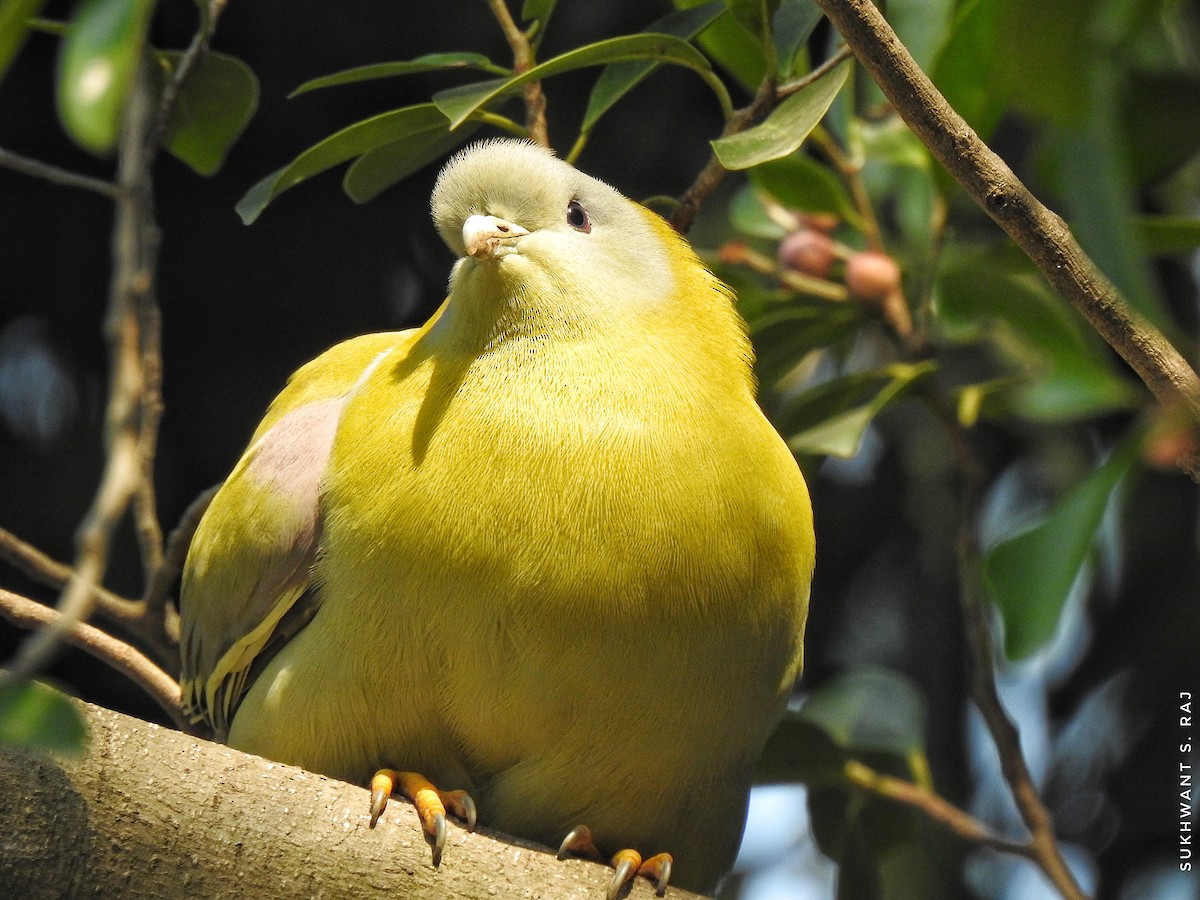 Yellow-footed Green-Pigeon - Sukhwant S Raj