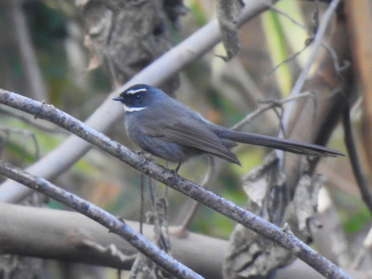 White-browed Fantail - ML612785642