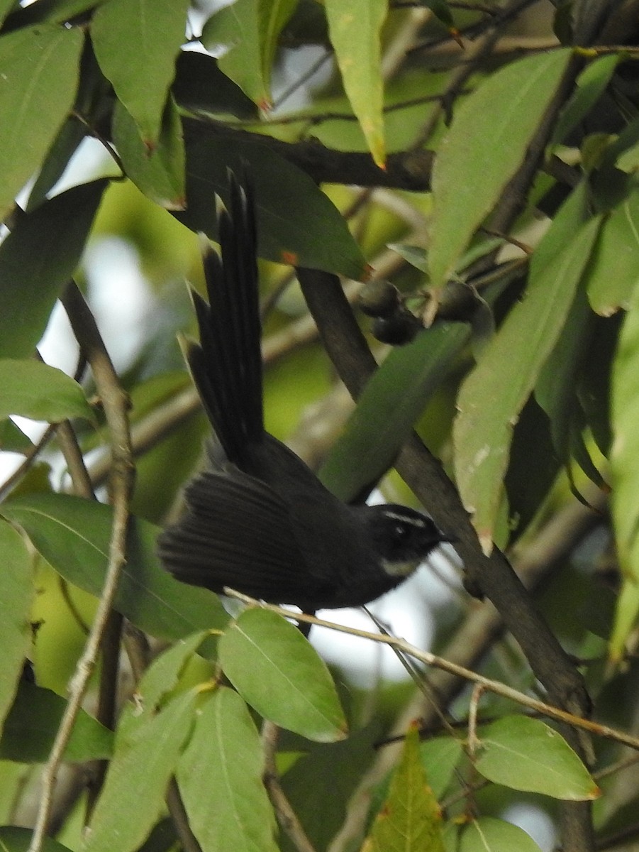 White-browed Fantail - ML612785649