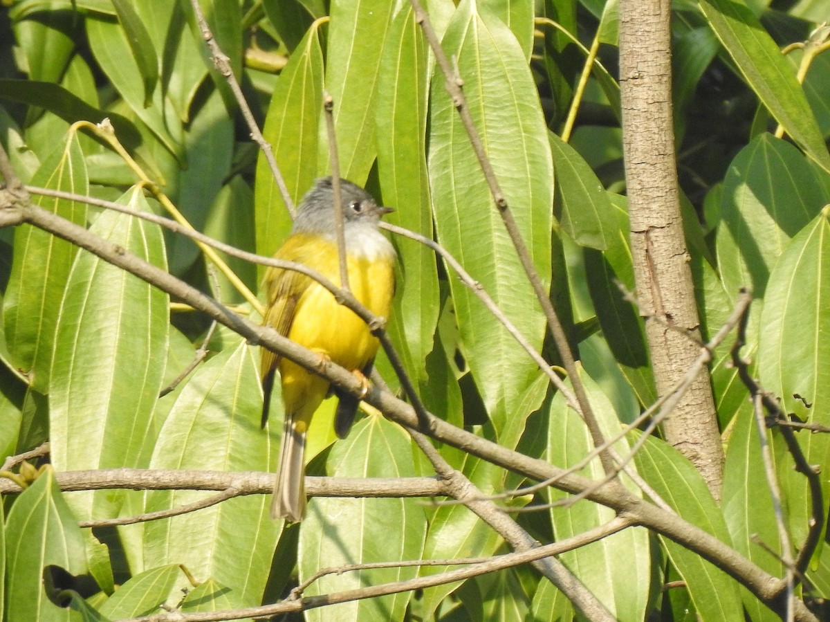 Gray-headed Canary-Flycatcher - Sukhwant S Raj