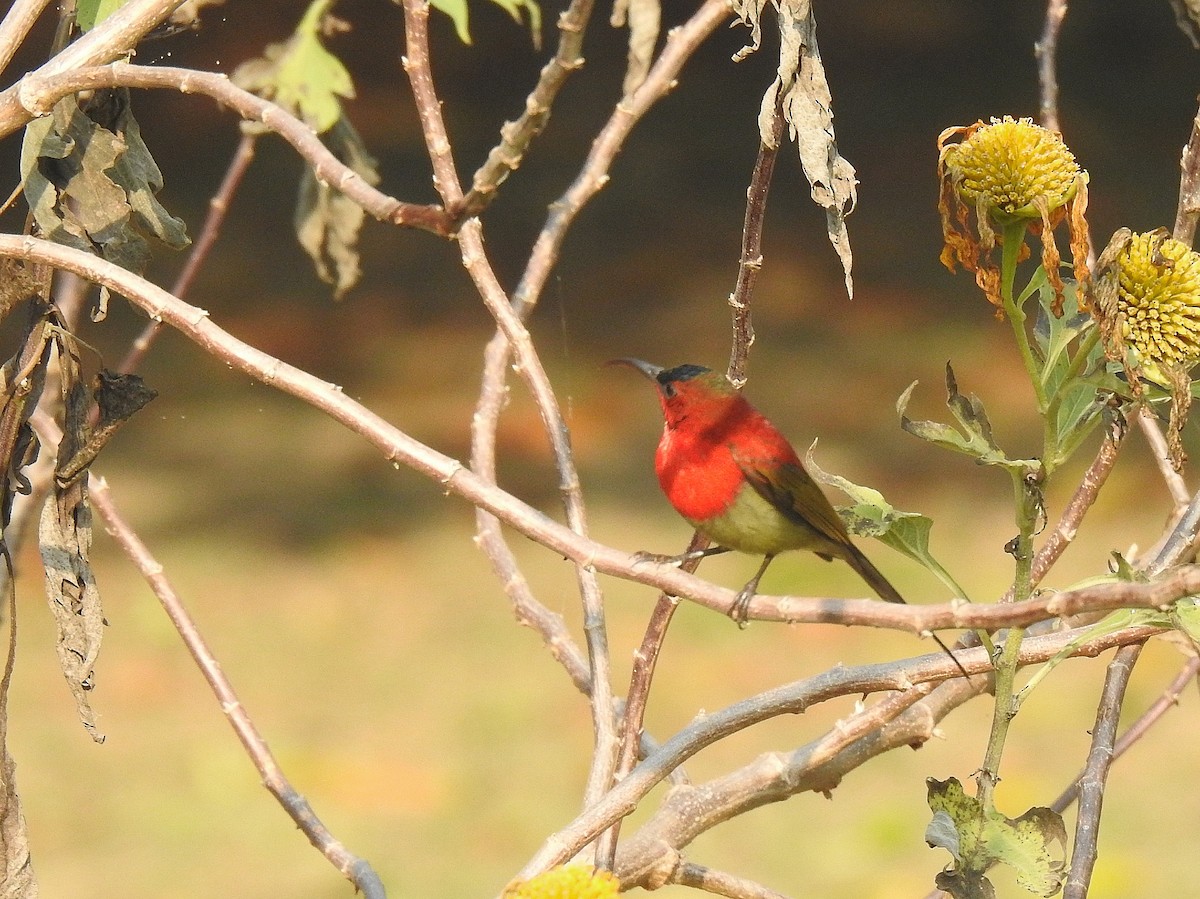 Crimson Sunbird - Sukhwant S Raj