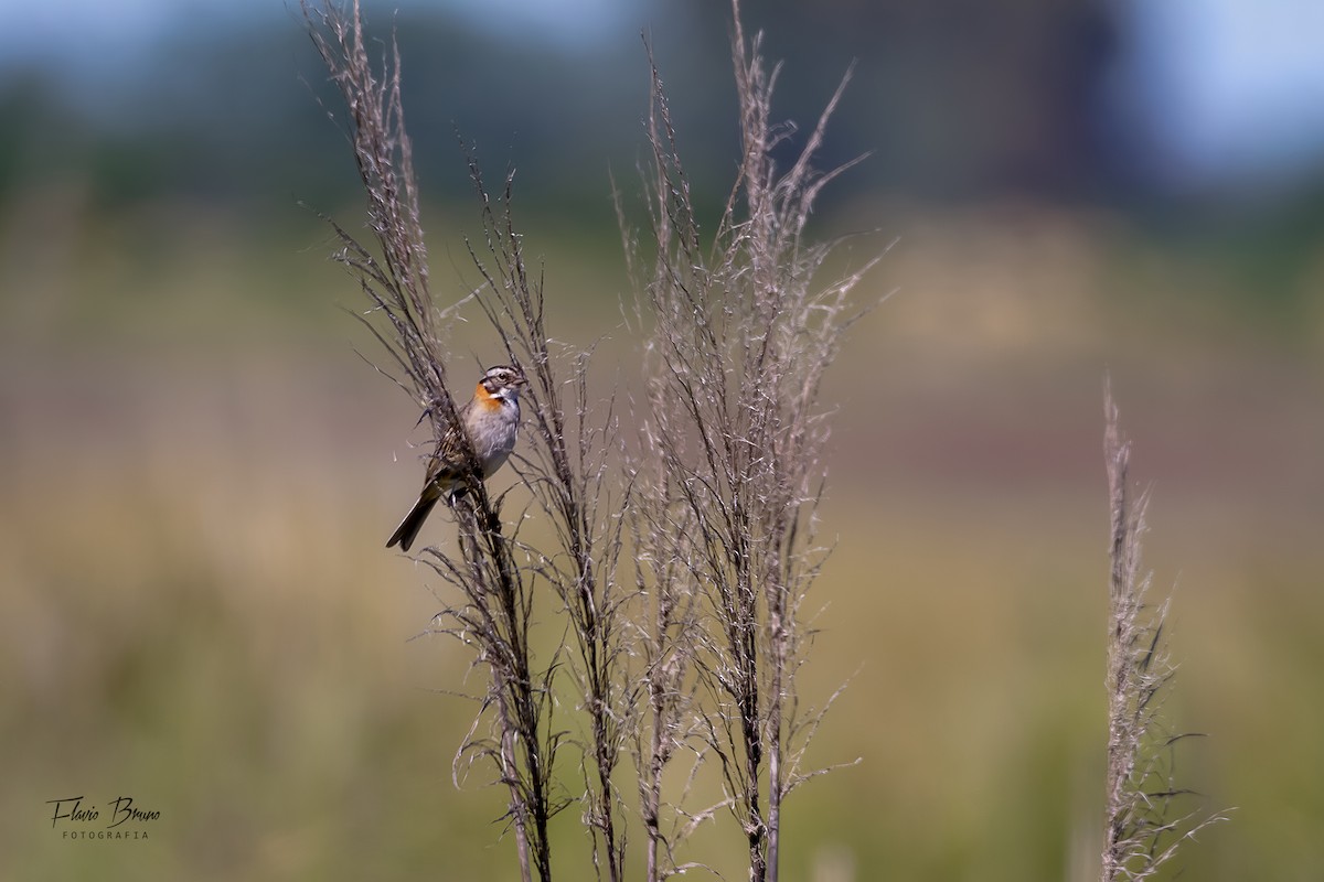 Rufous-collared Sparrow - ML612786045