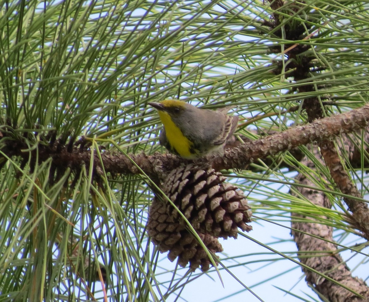 eBird Checklist - 11 Feb 2013 - La Guira NP - 8 species