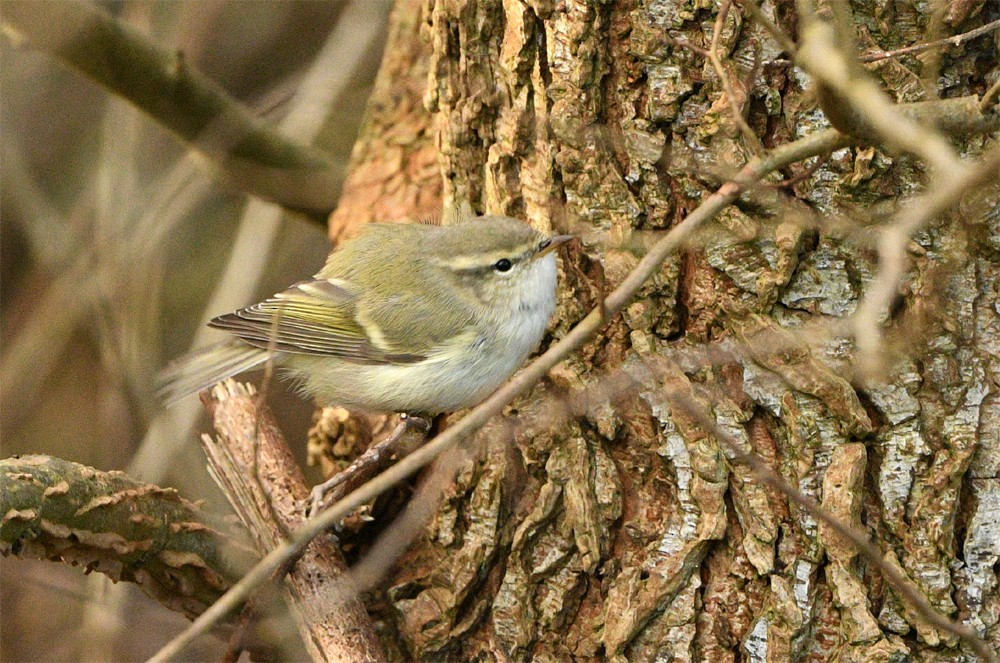 Hume's Warbler - ML612786241