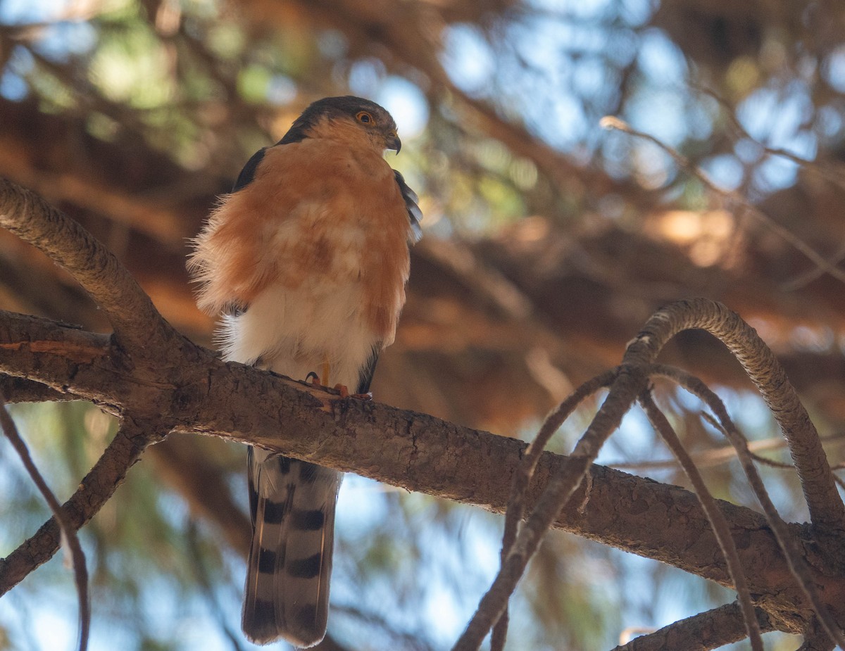 Rufous-breasted Sparrowhawk - Rhys Gwilliam