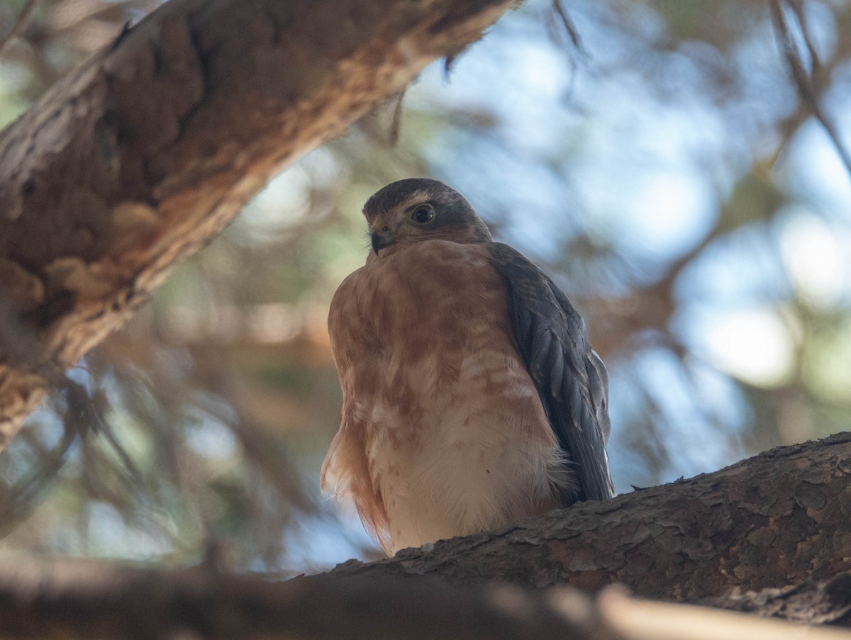 Rufous-breasted Sparrowhawk - ML612786267
