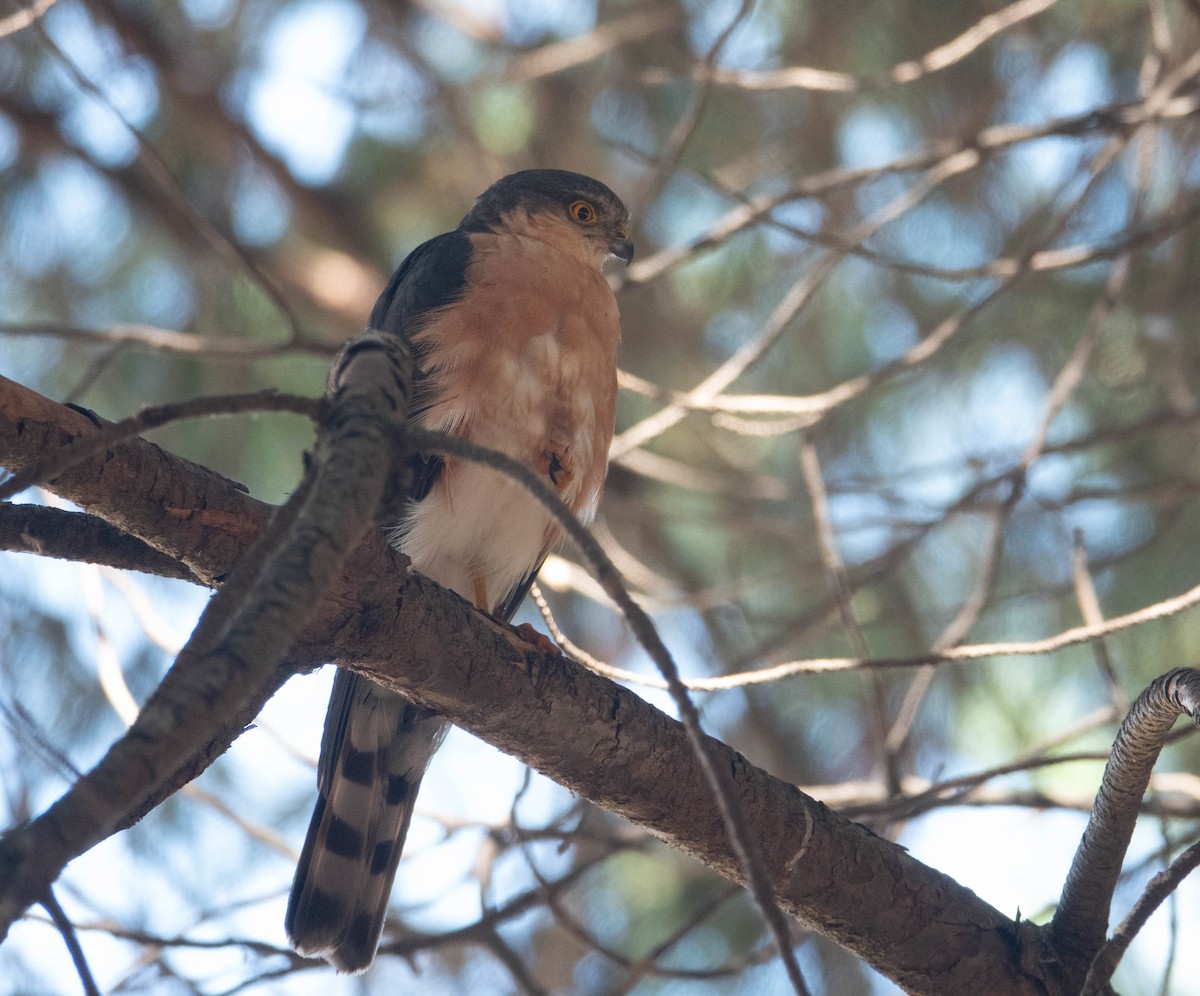 Rufous-breasted Sparrowhawk - ML612786275