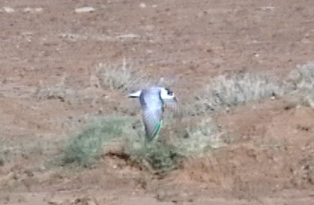 White-winged Tern - ML612786305