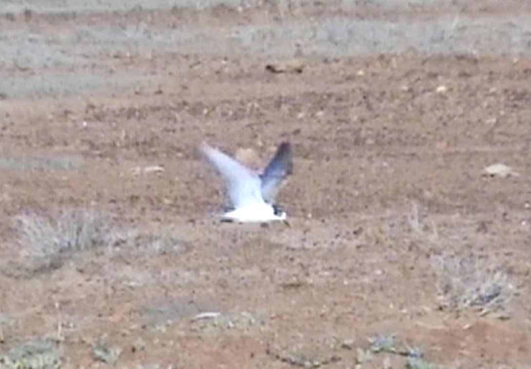 White-winged Tern - ML612786307