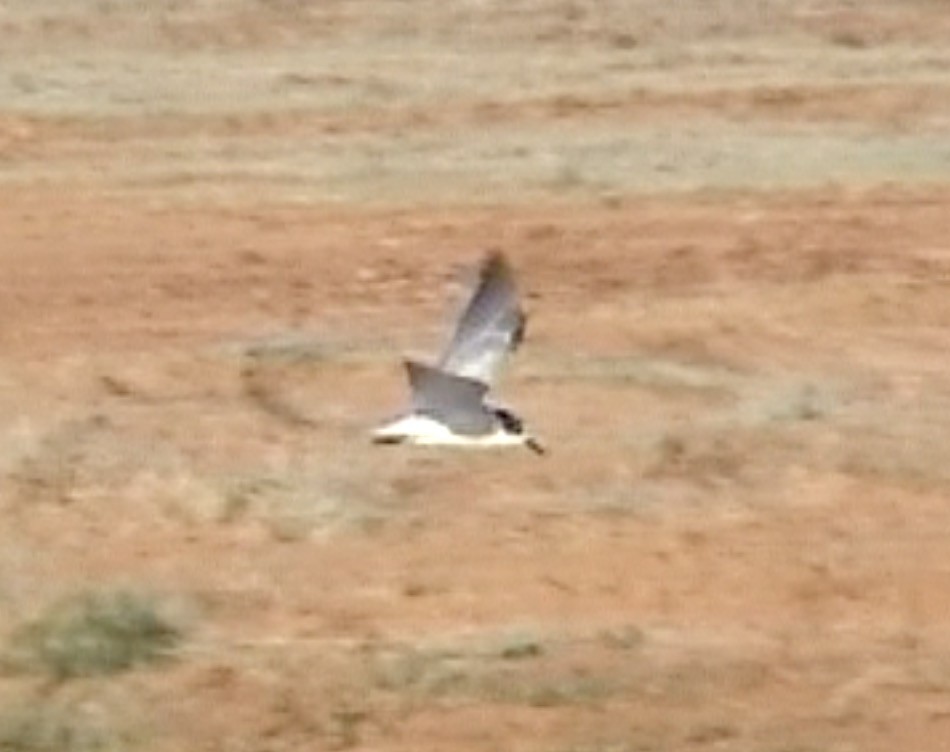 White-winged Tern - ML612786308