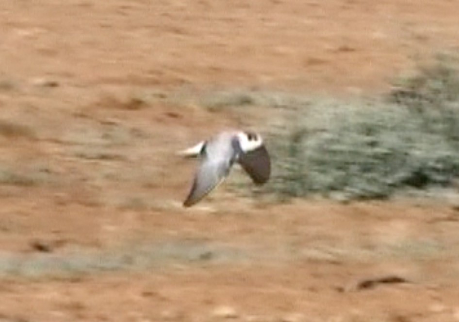 White-winged Tern - ML612786309