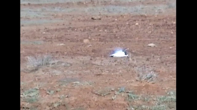 White-winged Tern - ML612786316