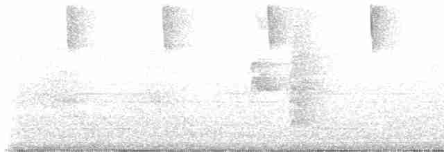 White-necked Jacobin - ML612786513