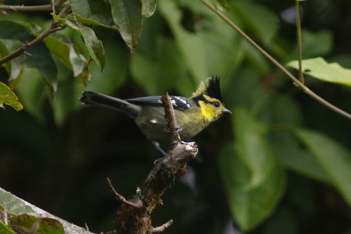 Yellow-cheeked Tit at Doi Inthanon NP--Km 40 rest area by Benjamin Pap
