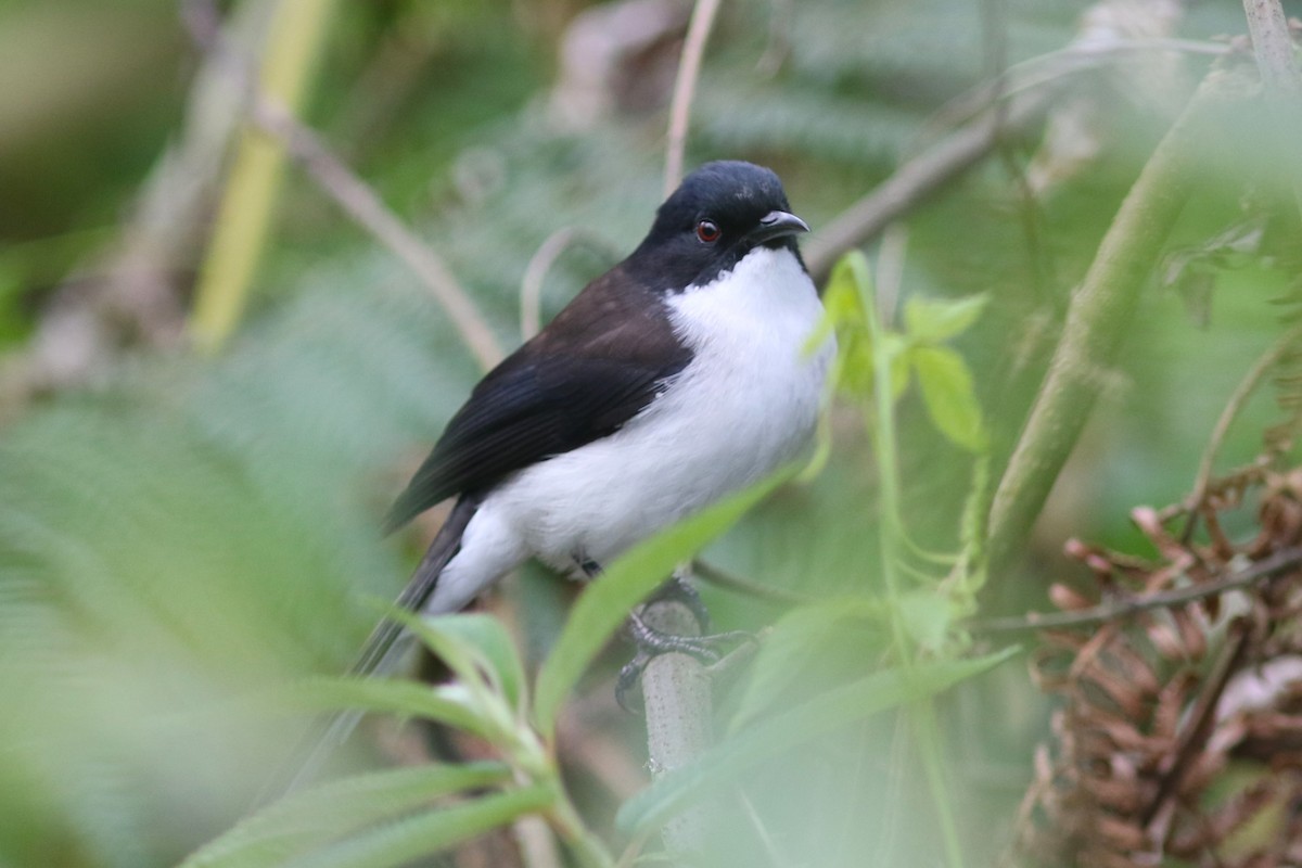 Black-backed Sibia at Doi Inthanon NP--Km 40 rest area by Benjamin Pap