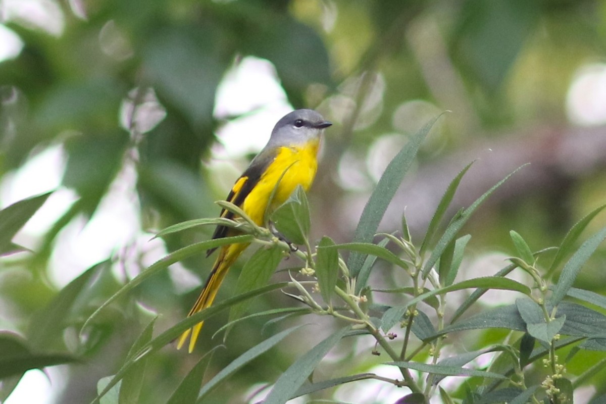 Gray-chinned Minivet at Doi Inthanon NP--Km 40 rest area by Benjamin Pap