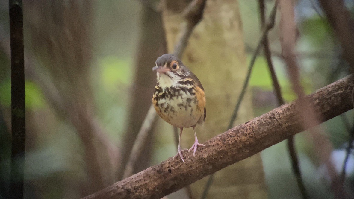 Spotted Antpitta - ML612787092