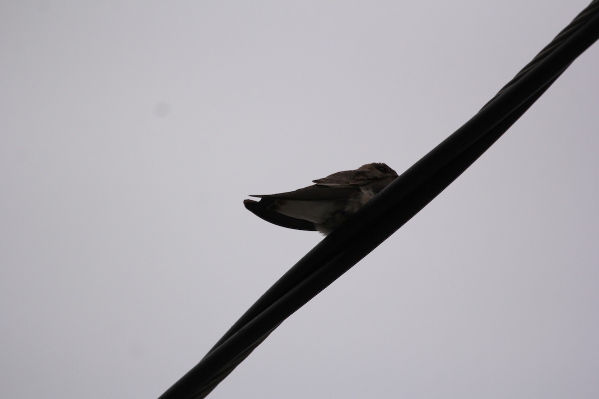 Northern Rough-winged Swallow - ML612787220