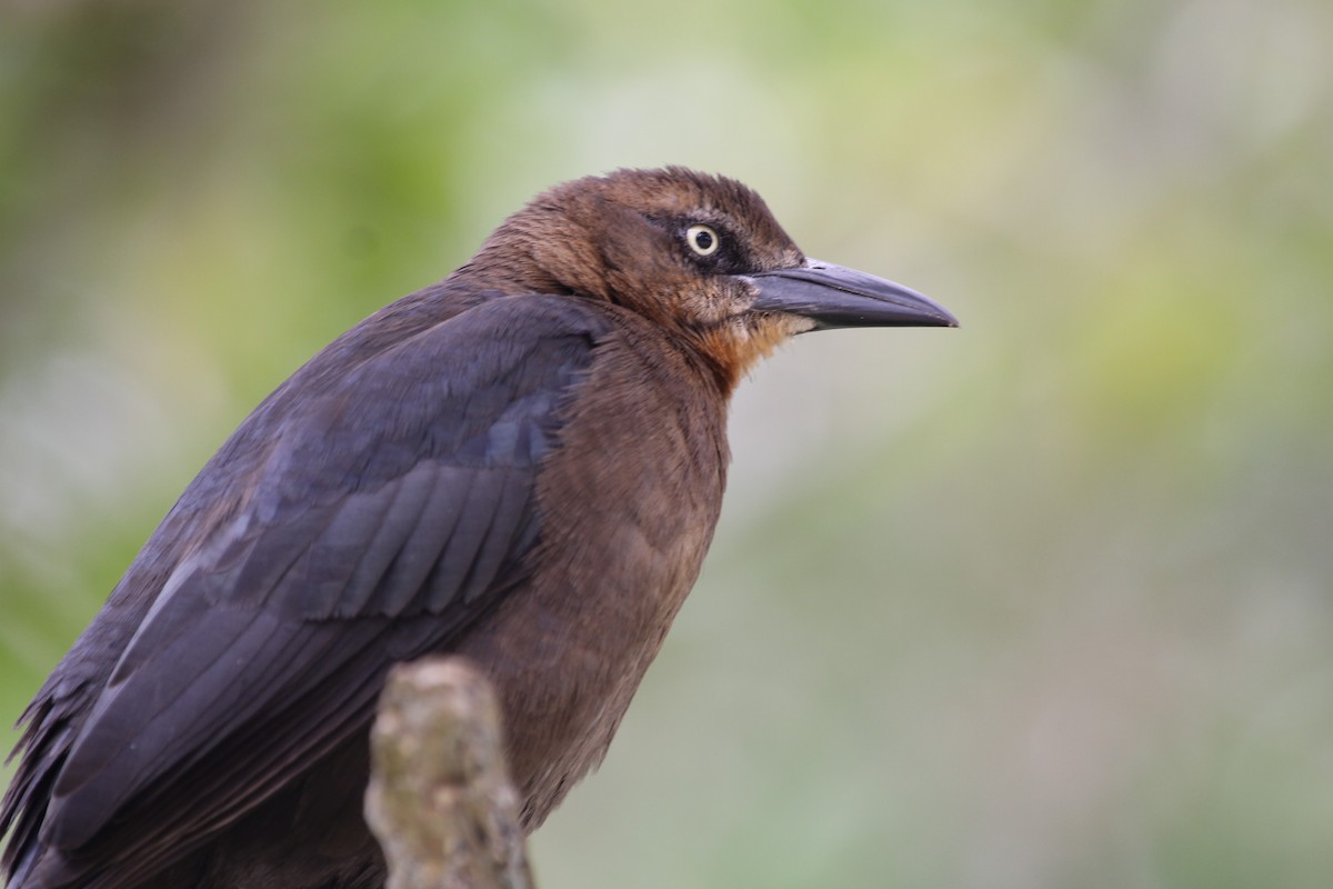 Great-tailed Grackle - ML612787247