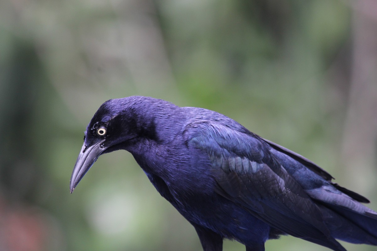 Great-tailed Grackle - ML612787248
