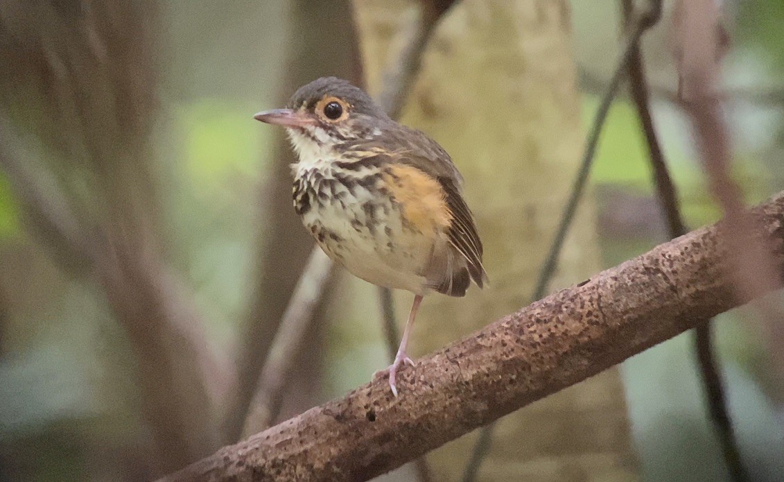 Spotted Antpitta - ML612787306