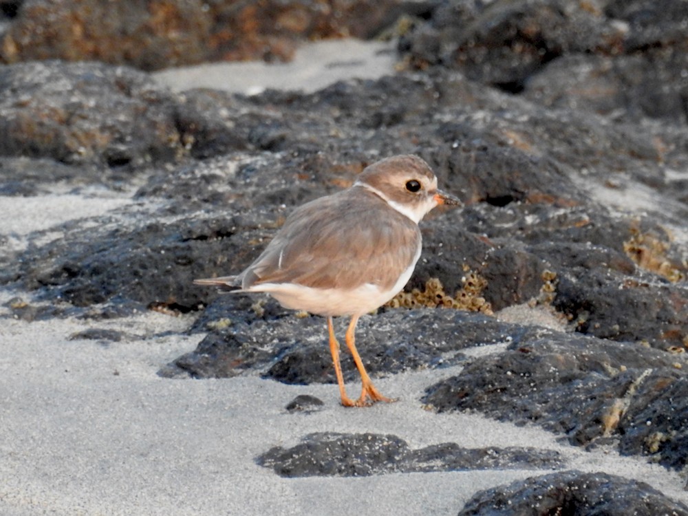 Semipalmated Plover - ML612787450