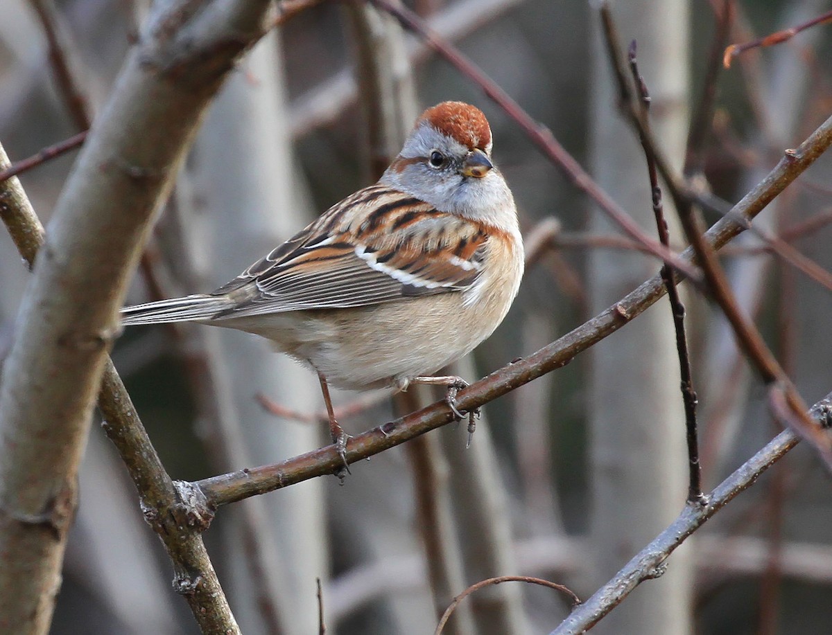 American Tree Sparrow - ML612787509