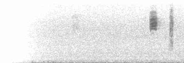 Тасманийская шипоклювка - ML612787817