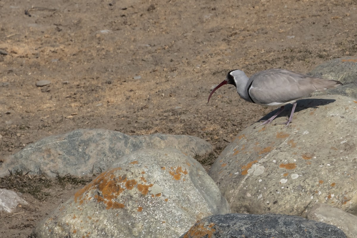 Bec-d'ibis tibétain - ML612787825