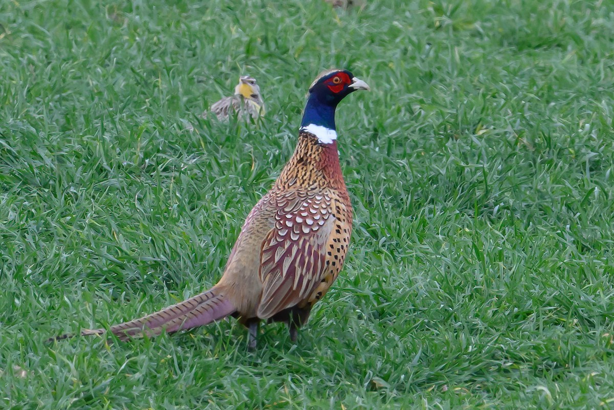 Ring-necked Pheasant - Laurie Lawler