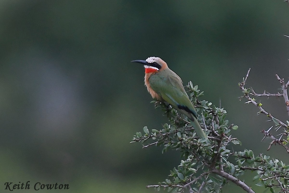 White-fronted Bee-eater - ML612787959