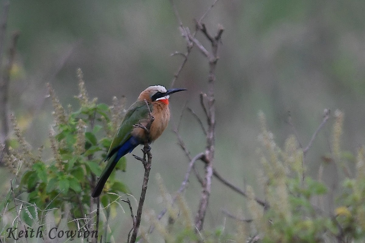 White-fronted Bee-eater - ML612787960