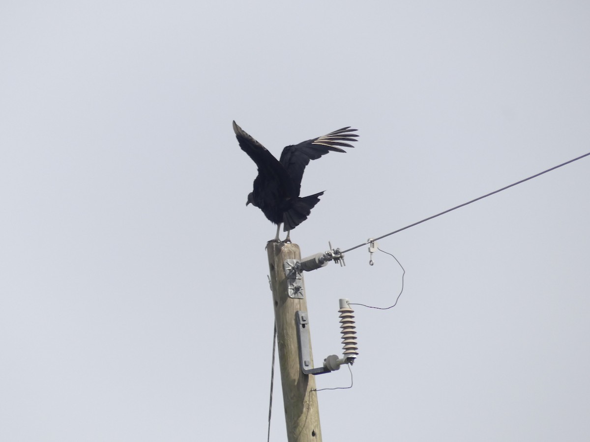 Black Vulture - ML612788164