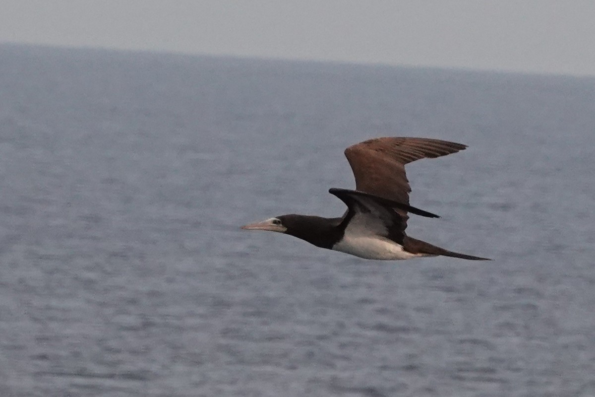 Brown Booby - ML612788201