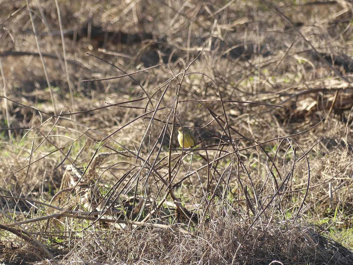 Palm Warbler (Yellow) - ML612788372