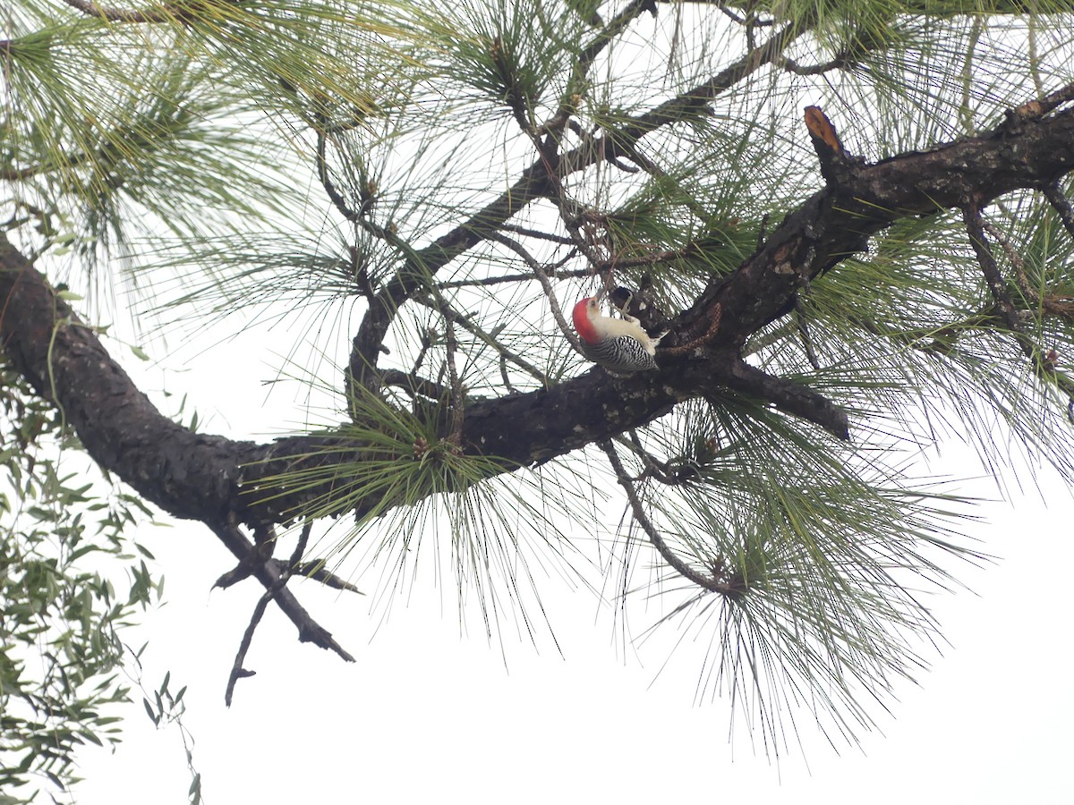 Red-bellied Woodpecker - ML612788462