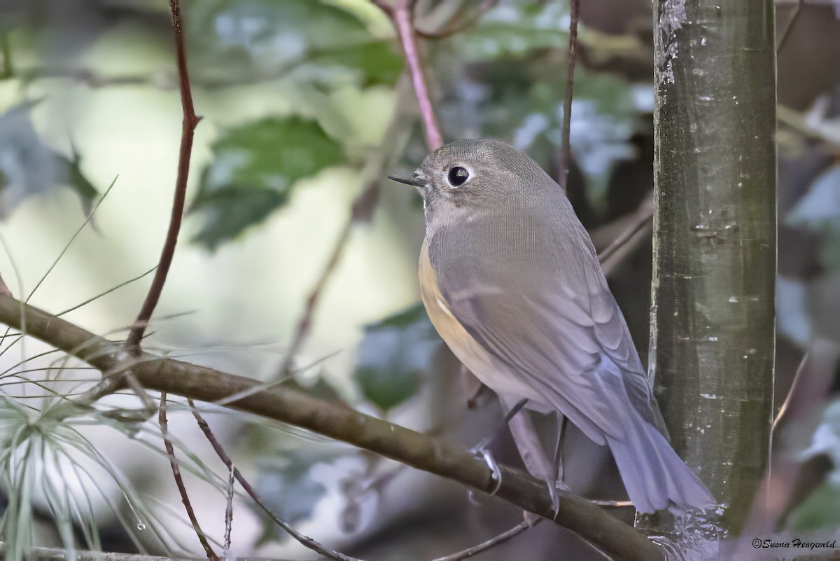 Red-flanked Bluetail - ML612788516