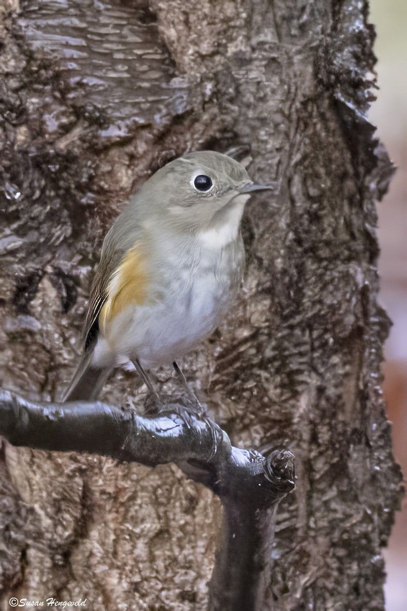Red-flanked Bluetail - ML612788518