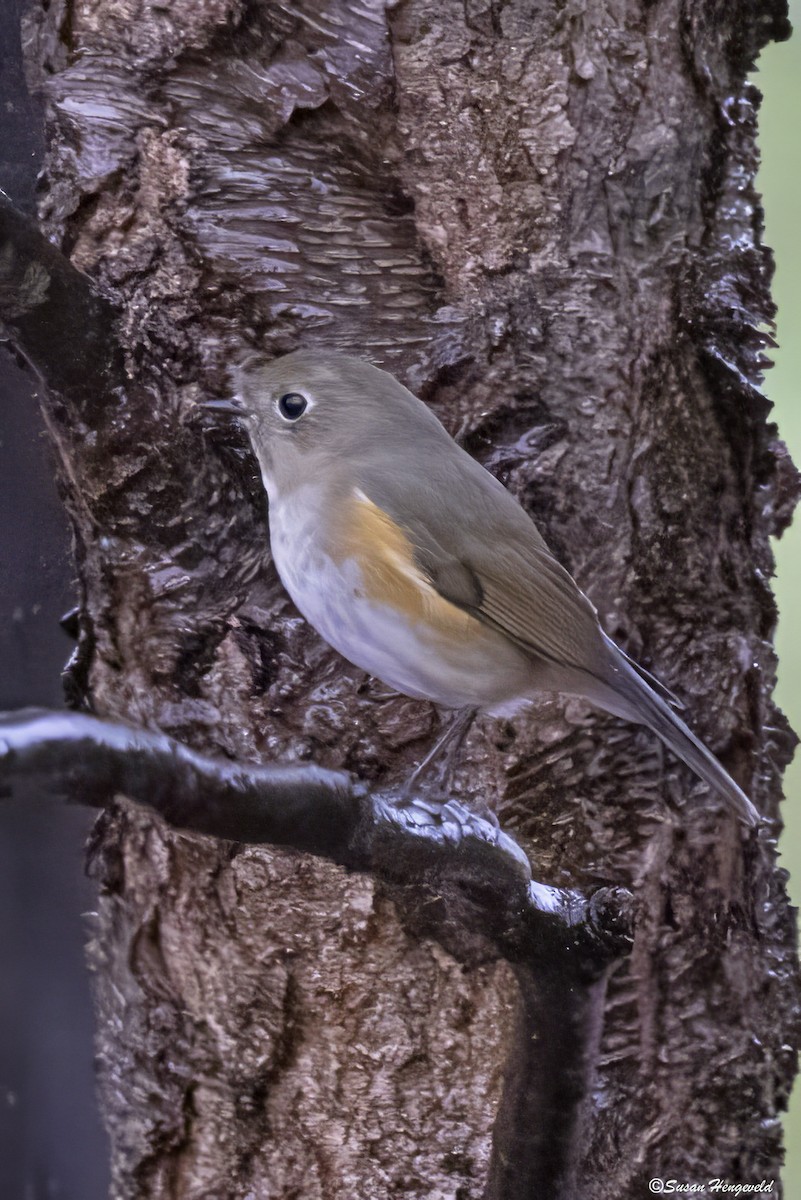 Red-flanked Bluetail - ML612788520