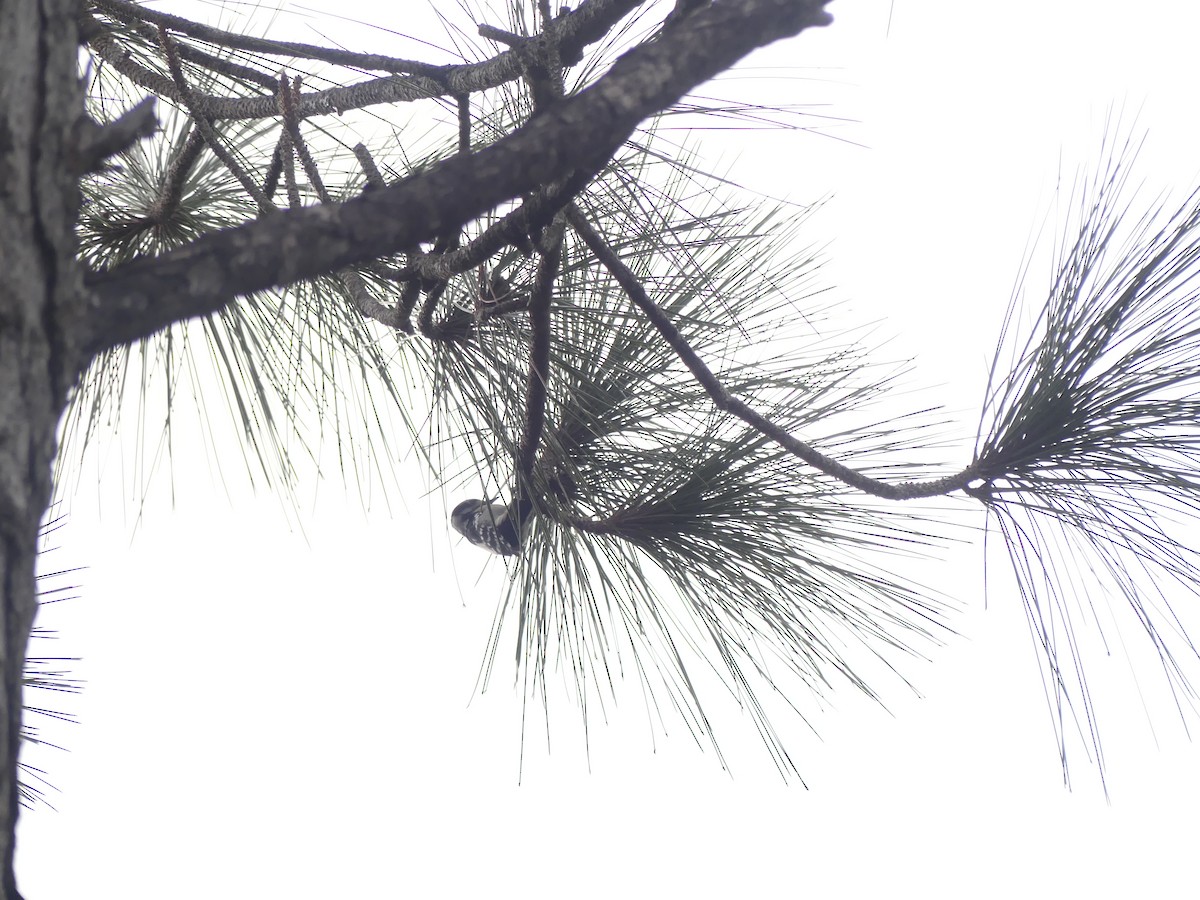 strakapoud osikový (ssp. pubescens/medianus) - ML612788574