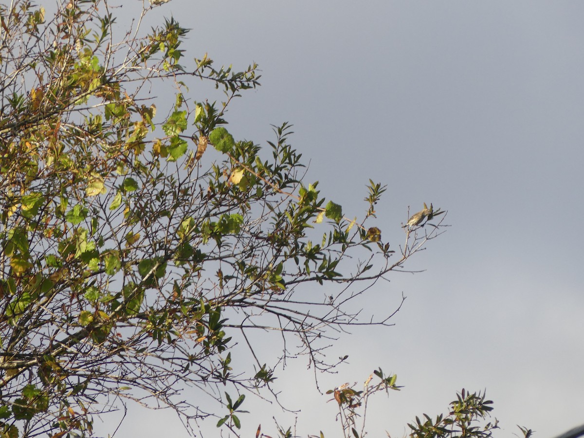 Yellow-rumped Warbler (Myrtle) - ML612788579