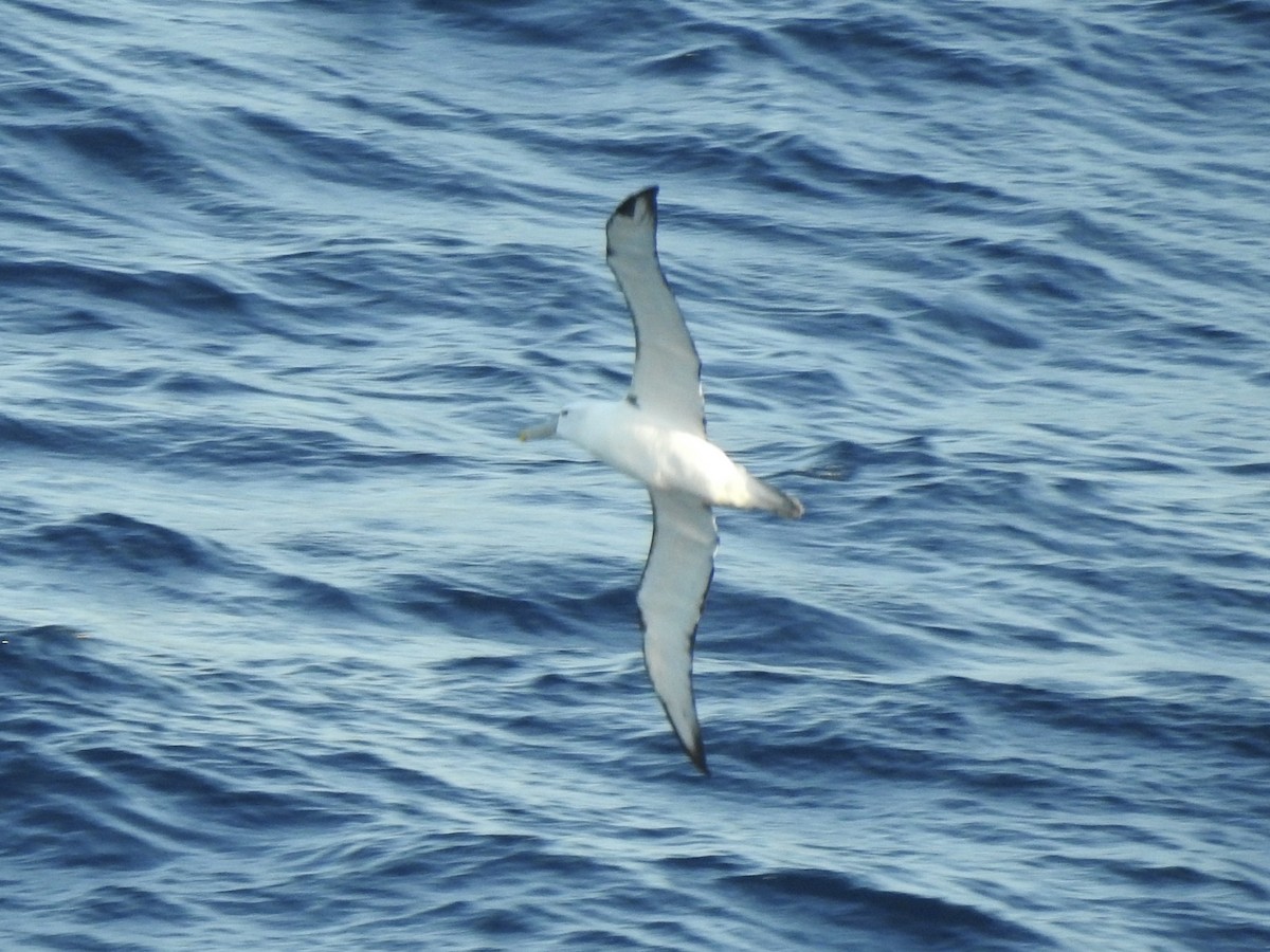 White-capped Albatross - ML612789306