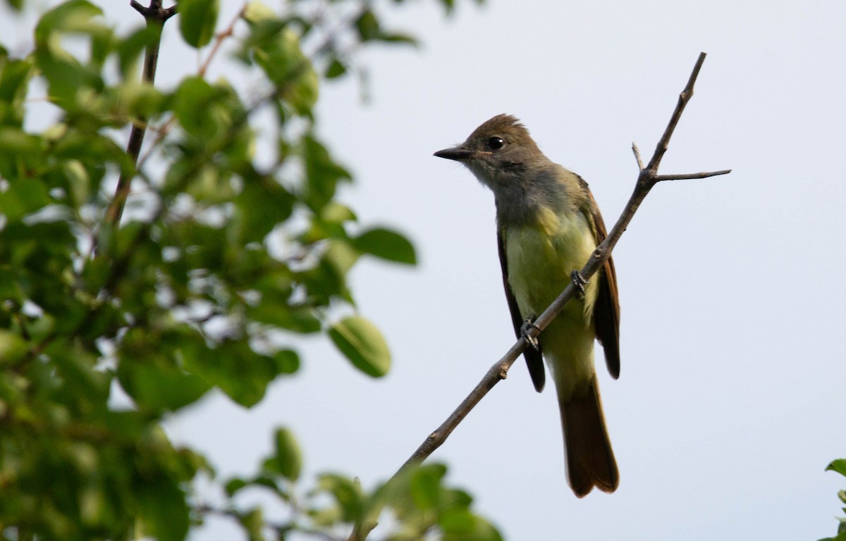 Great Crested Flycatcher - ML612789321