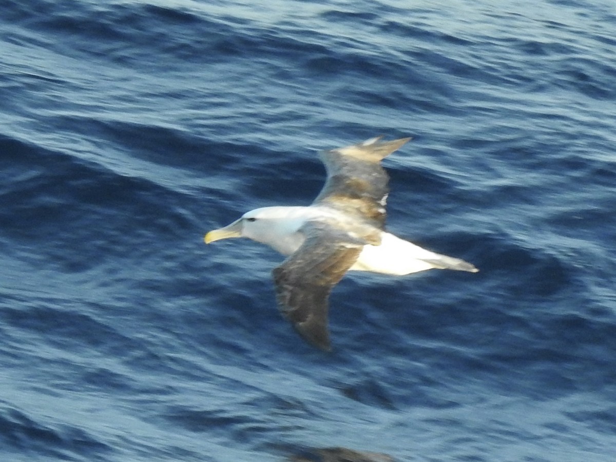 White-capped Albatross - ML612789323