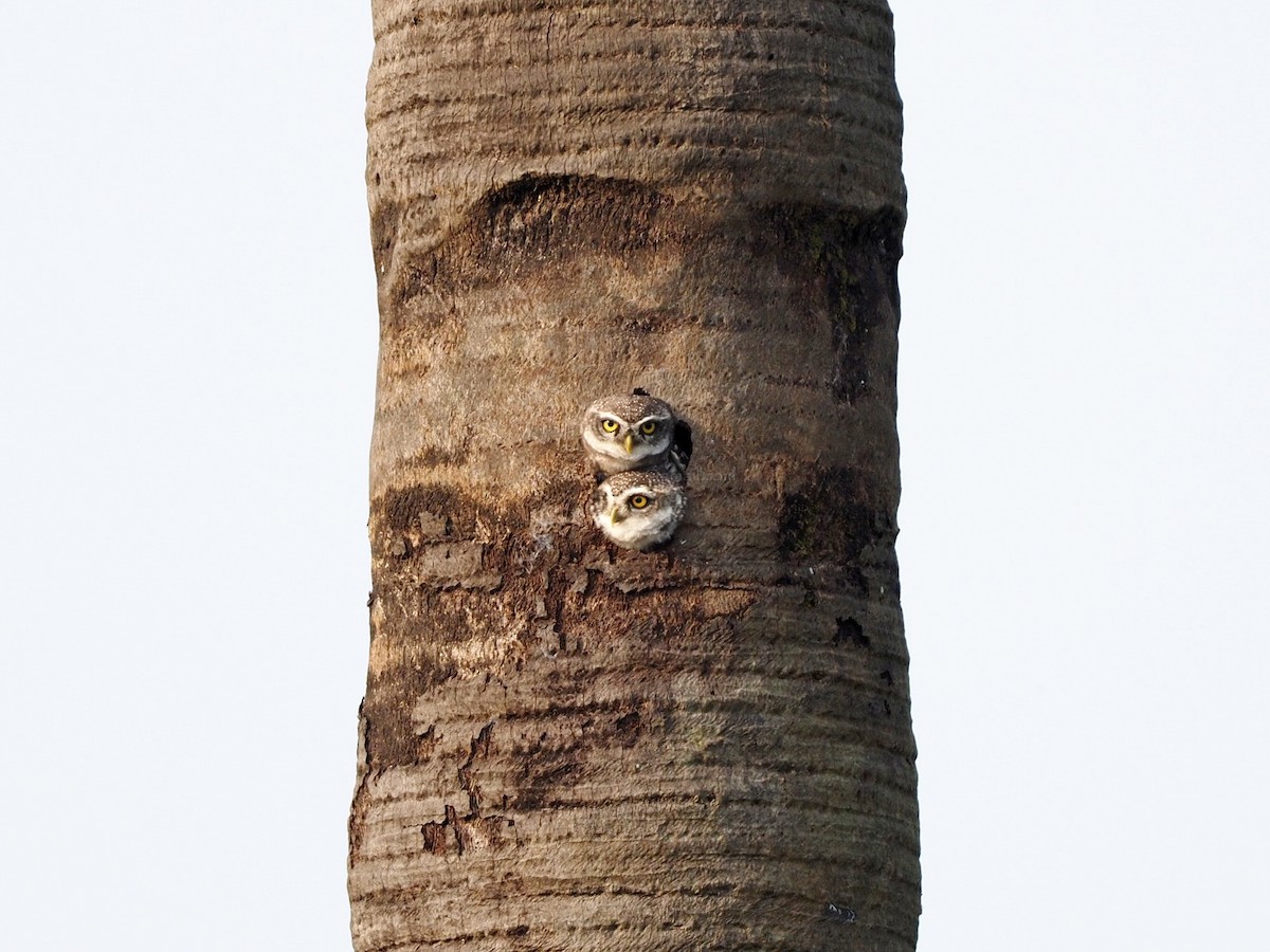 Spotted Owlet - ML612789417
